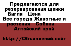 Предлагаются для резервирования щенки Бигля › Цена ­ 40 000 - Все города Животные и растения » Собаки   . Алтайский край